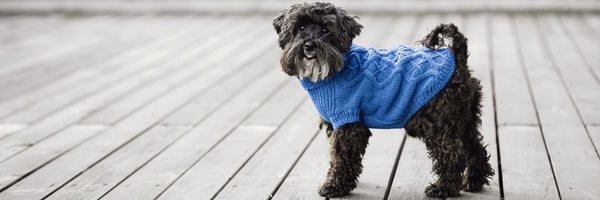 Free Pattern of the Week: Knitted Dog Hoody